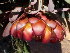 Protea effusa