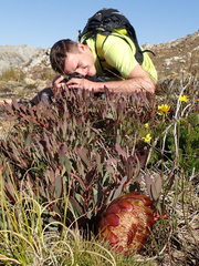 Protea effusa