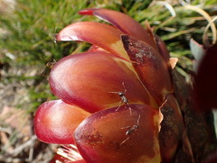Protea effusa