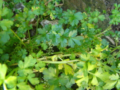 Apium prostratum filiforme