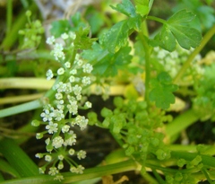 Apium prostratum filiforme