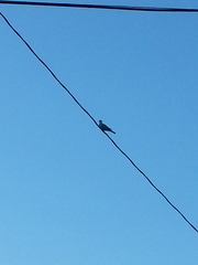 Streptopelia decaocto