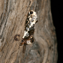 Acontia natalis