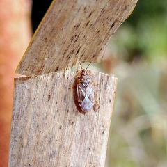 Chilacis typhae