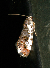 Acontia natalis