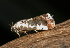 Acontia natalis