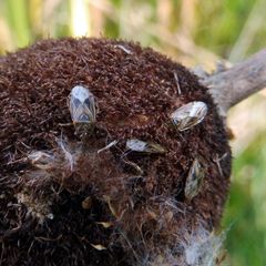 Chilacis typhae