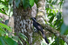 Horizocerus hartlaubi