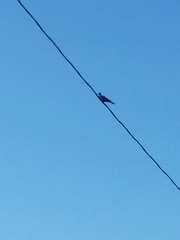 Streptopelia decaocto