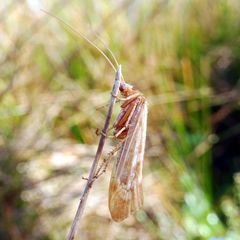 Limnephilus marmoratus