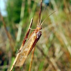 Limnephilus marmoratus