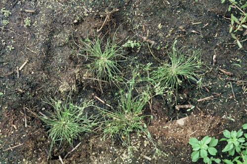 Fimbristylis velata iNat (1)
