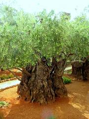 Olea europaea