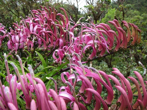 Trematolobelia kaalae