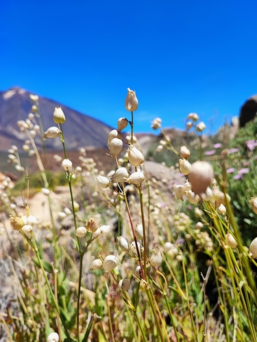 Silene vulgaris subsp. vulgaris image