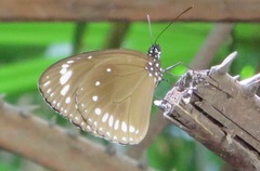 Euploea darchia
