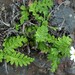 Gonospermum revolutum - Photo (c) michi1,  זכויות יוצרים חלקיות (CC BY-NC), הועלה על ידי michi1