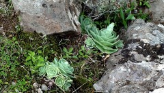 Aeonium aureum image