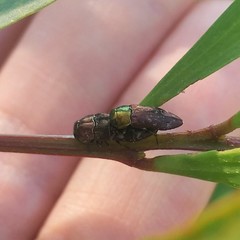 Diphucrania cupripennis