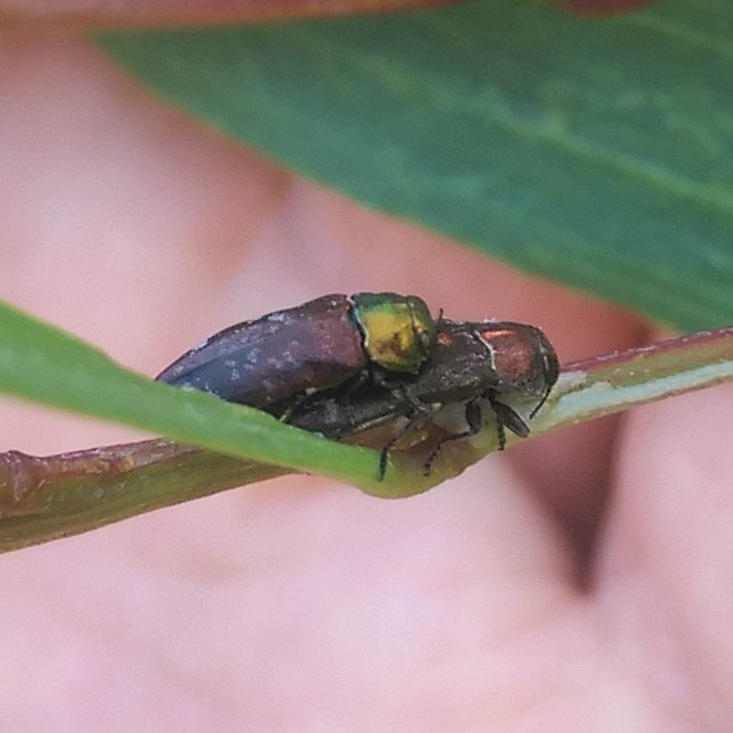Diphucrania cupripennis
