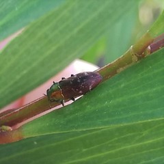 Diphucrania cupripennis