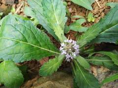 Ajuga taiwanensis