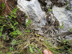 Chaerophyllum ramosum