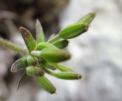 Chaerophyllum ramosum