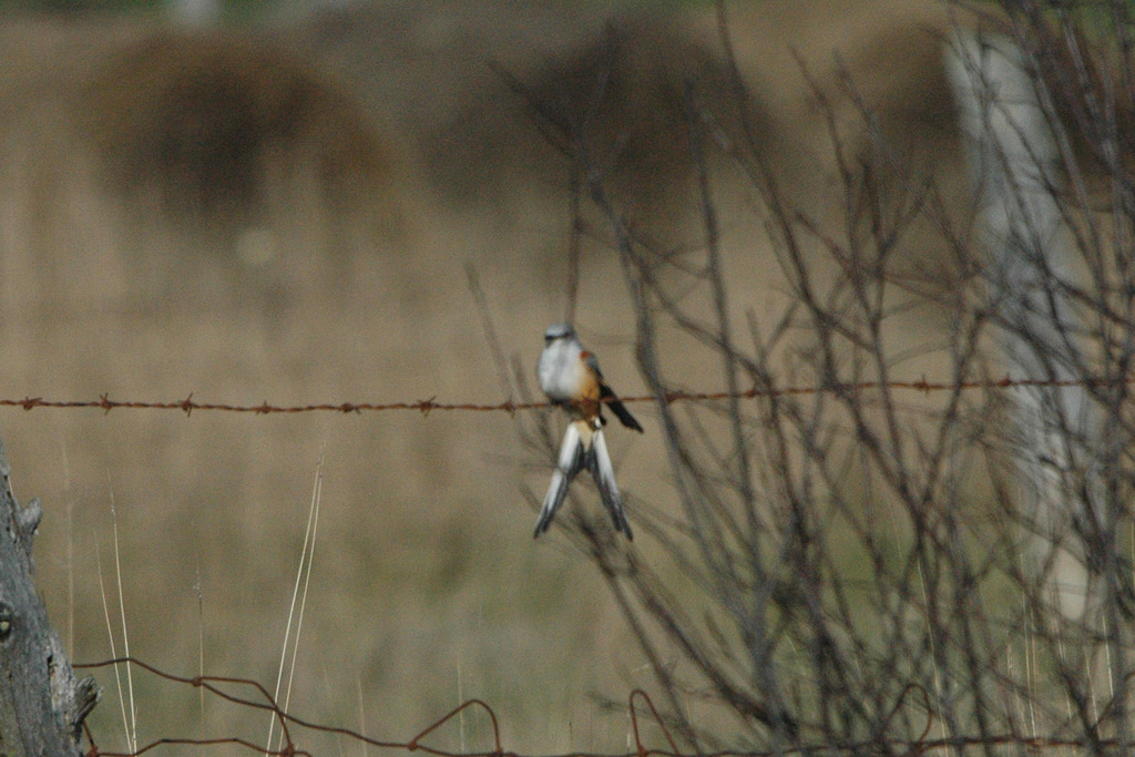 Scissor-tailed Flycatcher