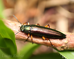 Acropteron