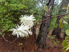 Fothergilla major