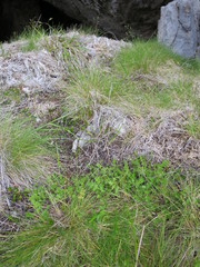 Chaerophyllum ramosum