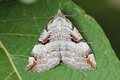 Aplocera praeformata