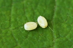 Aplocera praeformata