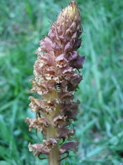 Orobanche elatior