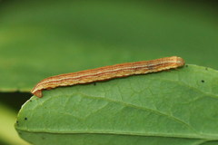 Aplocera praeformata