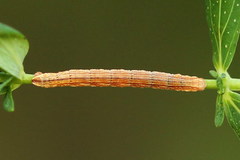 Aplocera praeformata