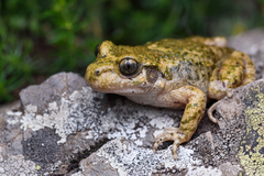 Midwife Toad photo 2