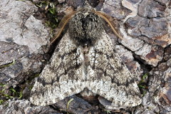 Apocheima hispidaria