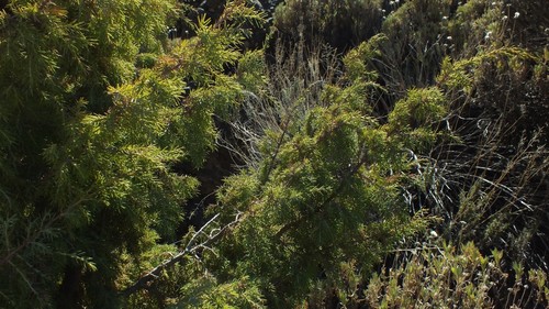 Canary Islands juniper