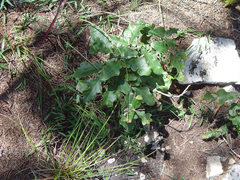 Quercus sinuata breviloba