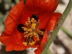 Glaucium corniculatum