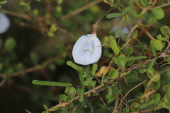 Clitoria ternatea image