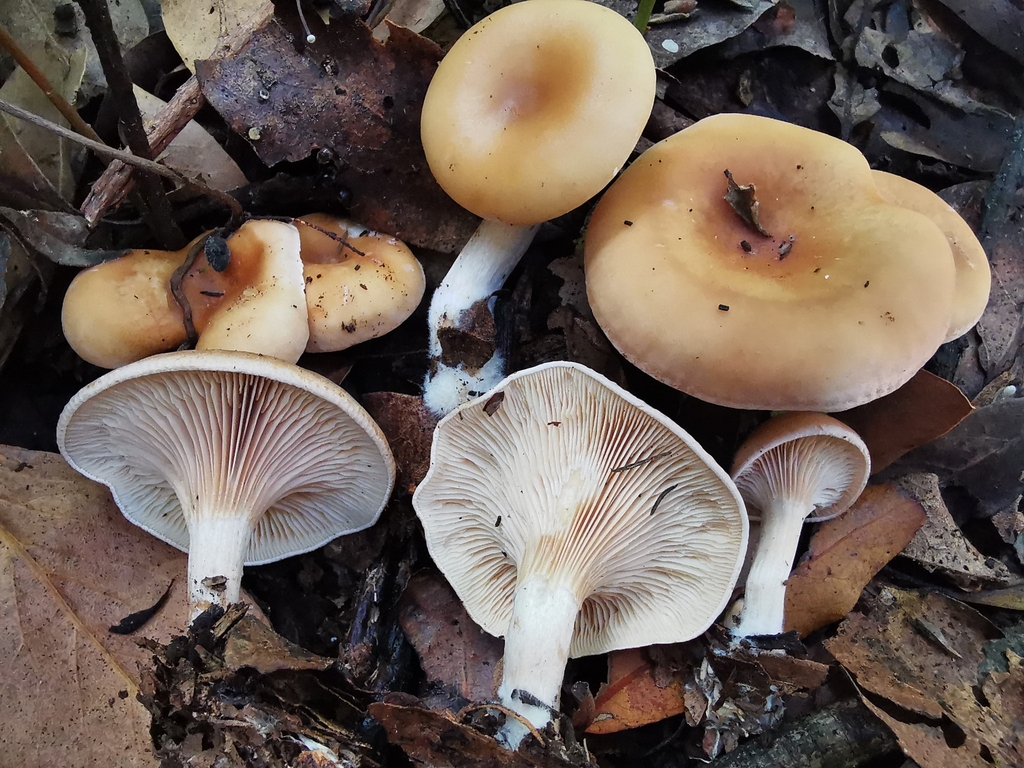 tawny funnel cap