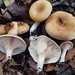 Tawny Funnel Cap - Photo (c) MAR, some rights reserved (CC BY-NC), uploaded by MAR