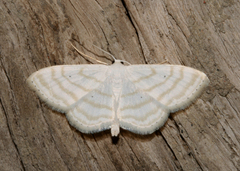 Scopula sincera
