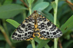 Arichanna melanaria
