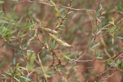 Tephrosia pungens image