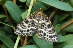 Arichanna melanaria