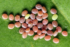 Arichanna melanaria